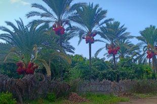 نخيل السنانية