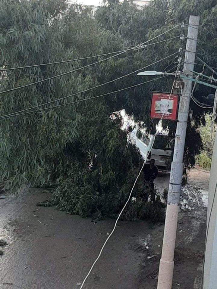 بالصور سقوط شجرة كبيرة بالبصارطة بسبب سرعة الرياح والأمطار