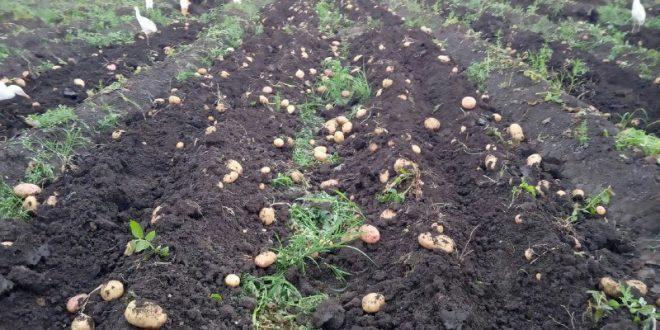 بدء موسم جمع محصول البطاطس من قري مدينة الزرقا