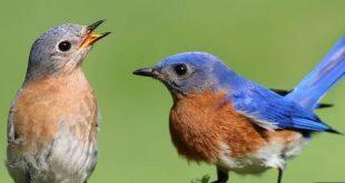 هل تعرف ما هى الدولة التى اعلنت الحرب على العصافير 1958 م .. فمات 45 مليون مواطن و لماذا ؟؟!!